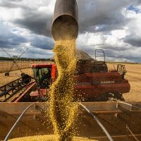 Queda no preço dos alimentos vai permanecer, diz ministro Imagem referente a Queda no preço dos alimentos vai permanecer, diz ministro