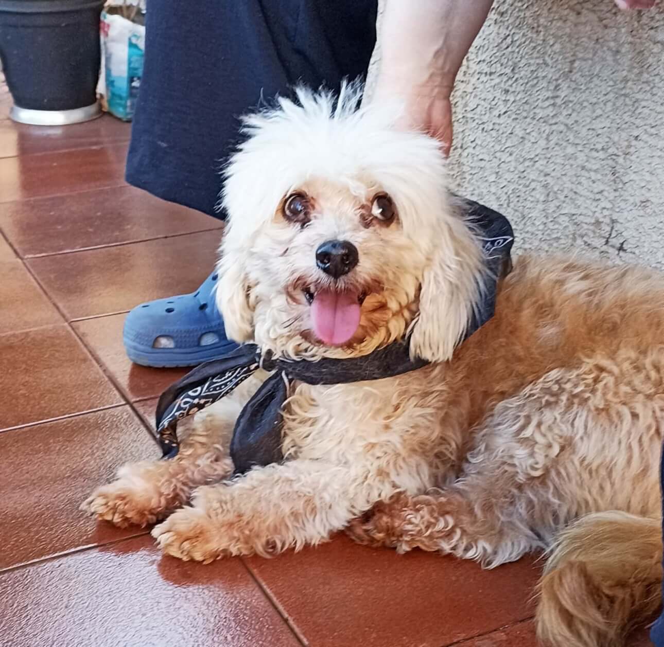 Cachorro é encontrado no bairro Neva Cachorro é encontrado no bairro Neva