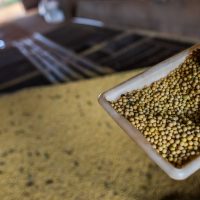 Imagem referente a Sorriso, no MT, tem maior PIB agrícola do país; veja o ranking