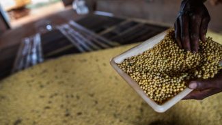 Sorriso, no MT, tem maior PIB agrícola do país; veja o ranking Sorriso, no MT, tem maior PIB agrícola do país; veja o ranking