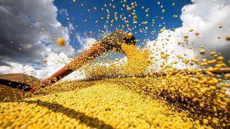 Brasil atinge novo recorde com 350 milhões de toneladas de grãos Brasil atinge novo recorde com 350 milhões de toneladas de grãos