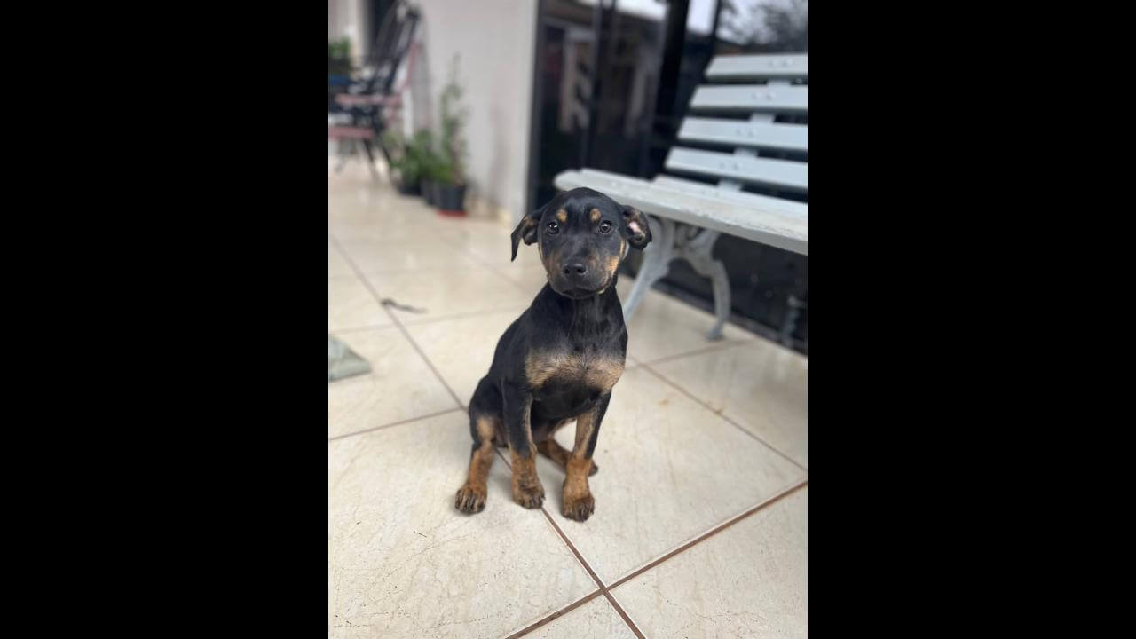 Cachorra Maila desapareceu no bairro São Cristóvão