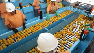 Exportação de produtos atingidos por tarifaço cai 22% em agosto Exportação de produtos atingidos por tarifaço cai 22% em agosto