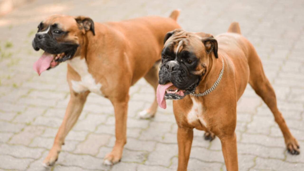 Cachorro é encontrado no bairro Parque Verde