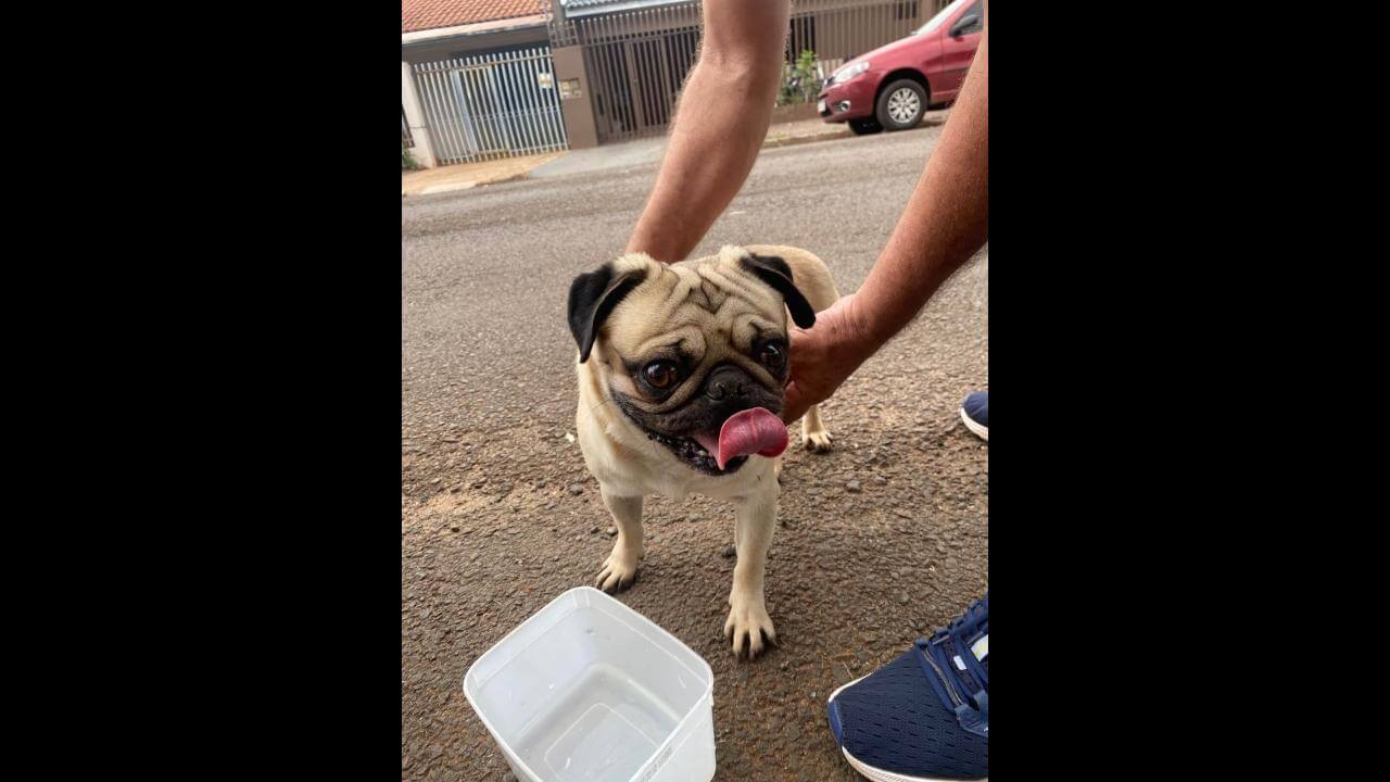 Cachorro é encontrado no bairro Esmeralda