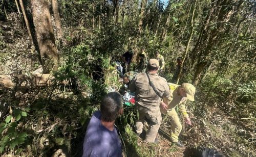 Árvore despenca e homem fica gravemente ferido na Estrada da Maçã