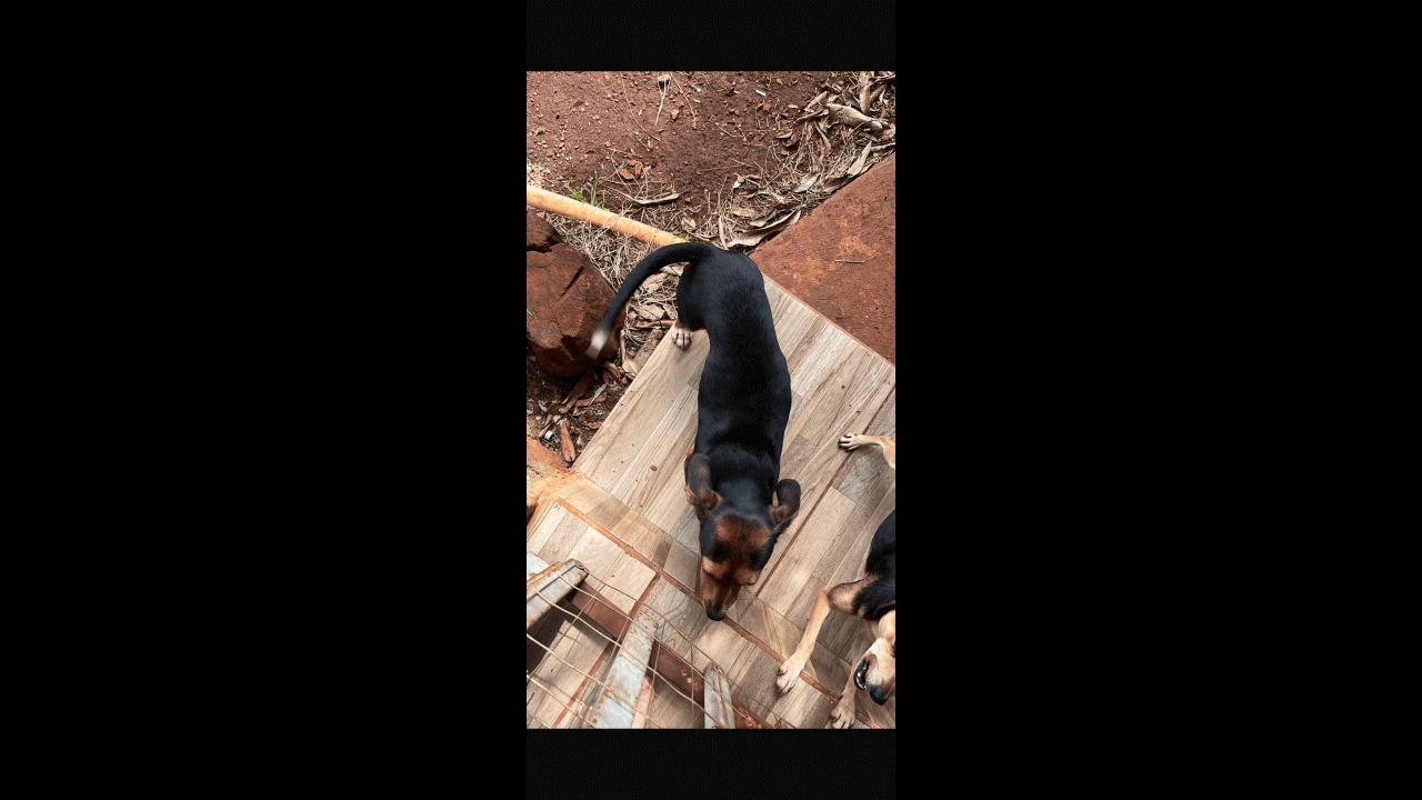 Cachorra Meg desapareceu no bairro Brasília