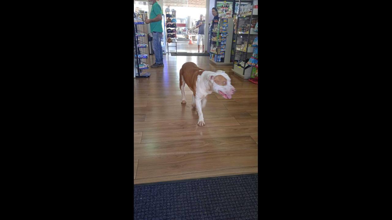 Cachorro é encontrado na rodovia BR 277 Cachorro é encontrado na rodovia BR 277