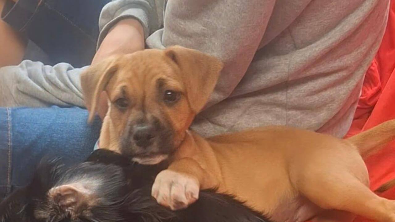 Cachorro Max desapareceu no bairro Cancelli