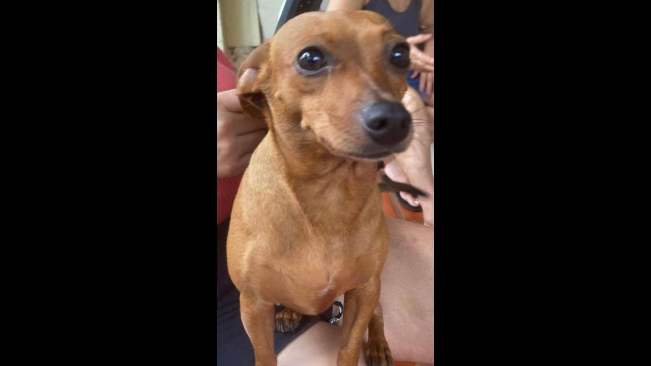 Cachorra Penélope desapareceu no bairro Brasília