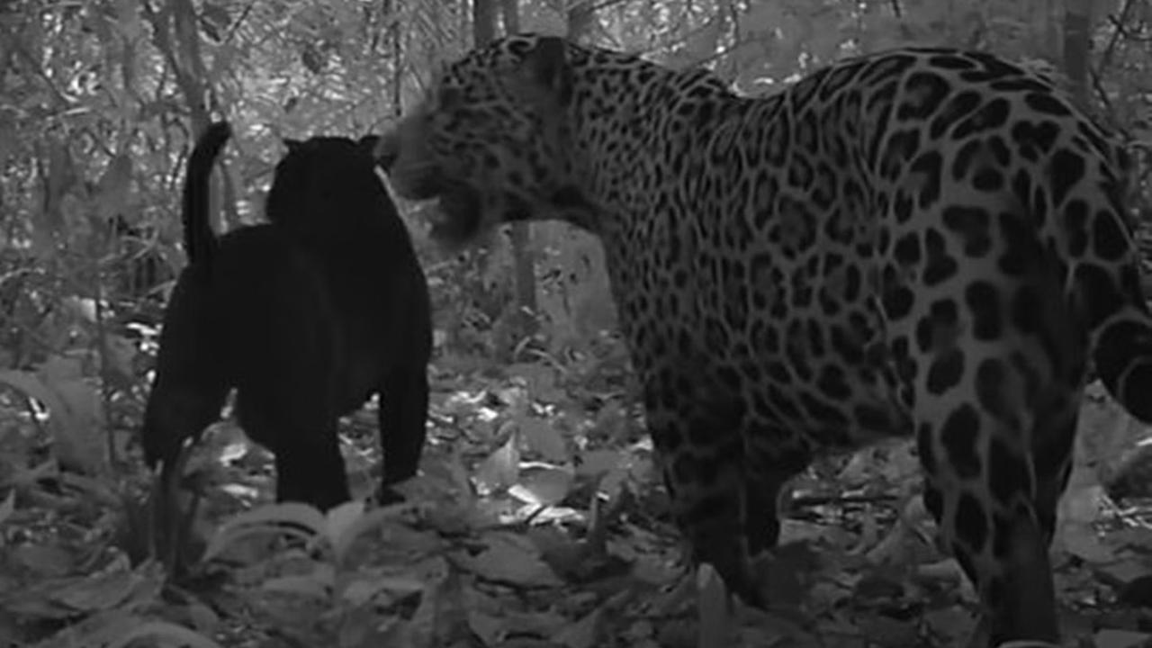 Não resistiu aos encantos da morena! Vídeo mostra onças acasalando na Amazônia Não resistiu aos encantos da morena! Vídeo mostra onças acasalando na Amazônia