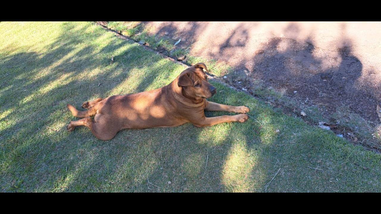 Cachorro Scooby desapareceu no bairro Neva