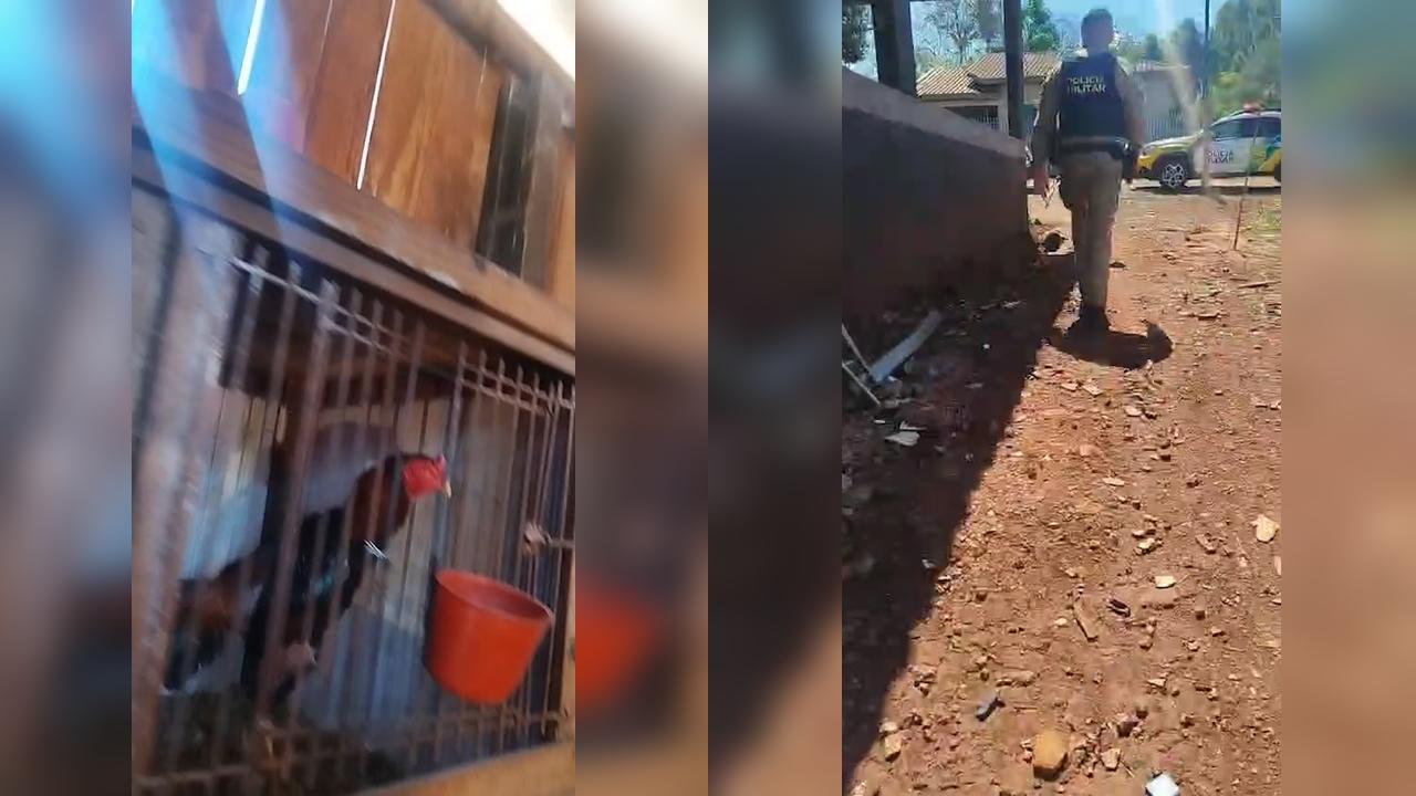Polícia Militar desmantela esquema de "rinha de galos" em área rural