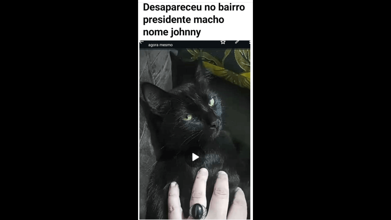 Gato Johnny desapareceu no bairro Cascavel Velho Gato Johnny desapareceu no bairro Cascavel Velho