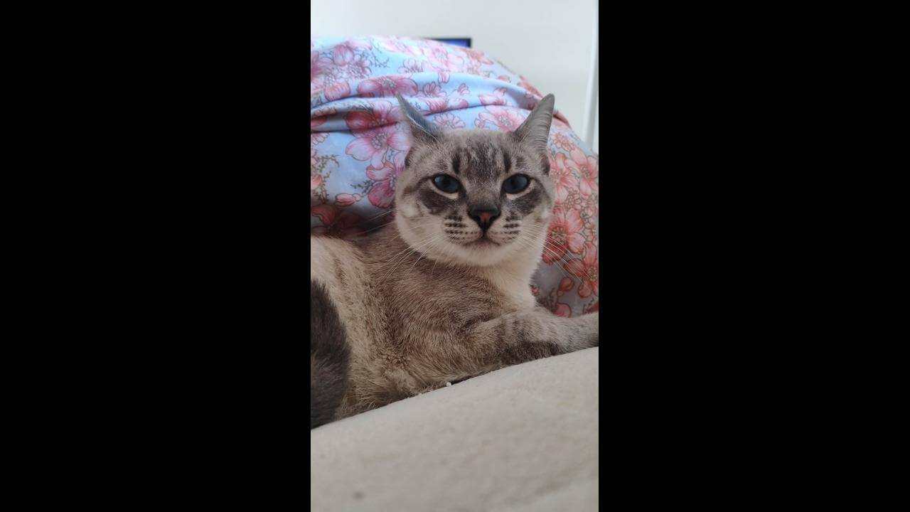 Gato José Henrico desapareceu no bairro Pioneiros Catarinenses Gato José Henrico desapareceu no bairro Pioneiros Catarinenses