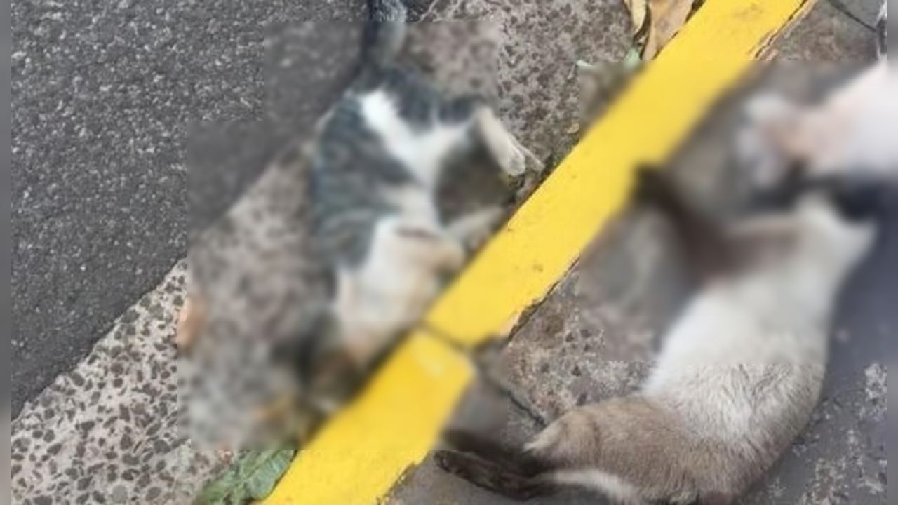 Idoso vai preso após matar três gatos envenenados com chumbinho Idoso vai preso após matar três gatos envenenados com chumbinho