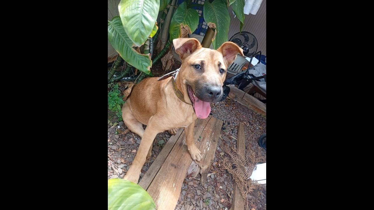 Cachorro é encontrado no bairro Brasília