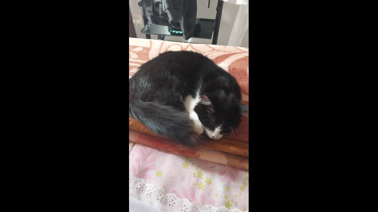 Gato MIMI desapareceu no bairro Pioneiros Catarinenses