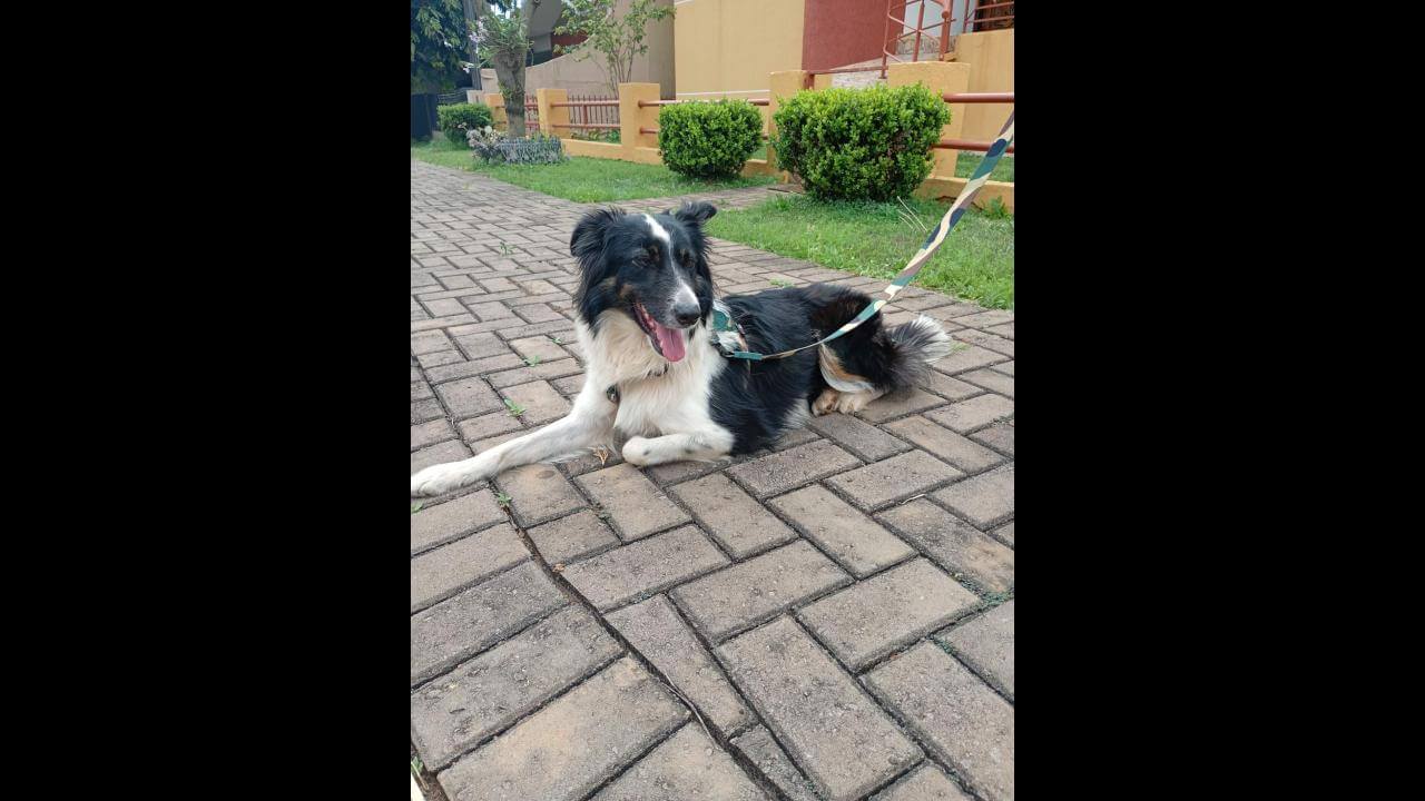 Cachorra é encontrada no bairro Pacaembu