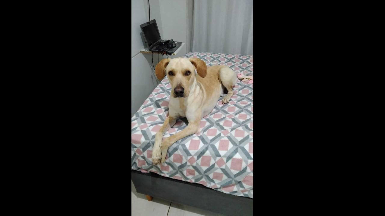 Cachorro Toddy desapareceu no bairro Alto Alegre