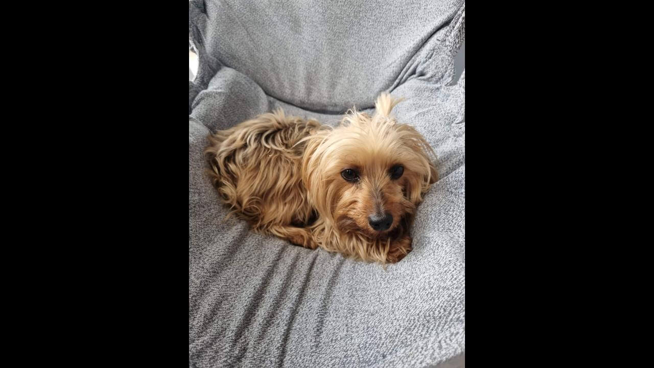 Cachorra é encontrada no bairro Recanto Tropical