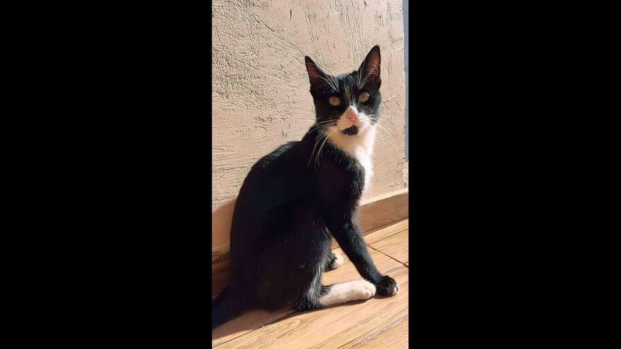 Gato Pretinho desapareceu no bairro Santa Cruz