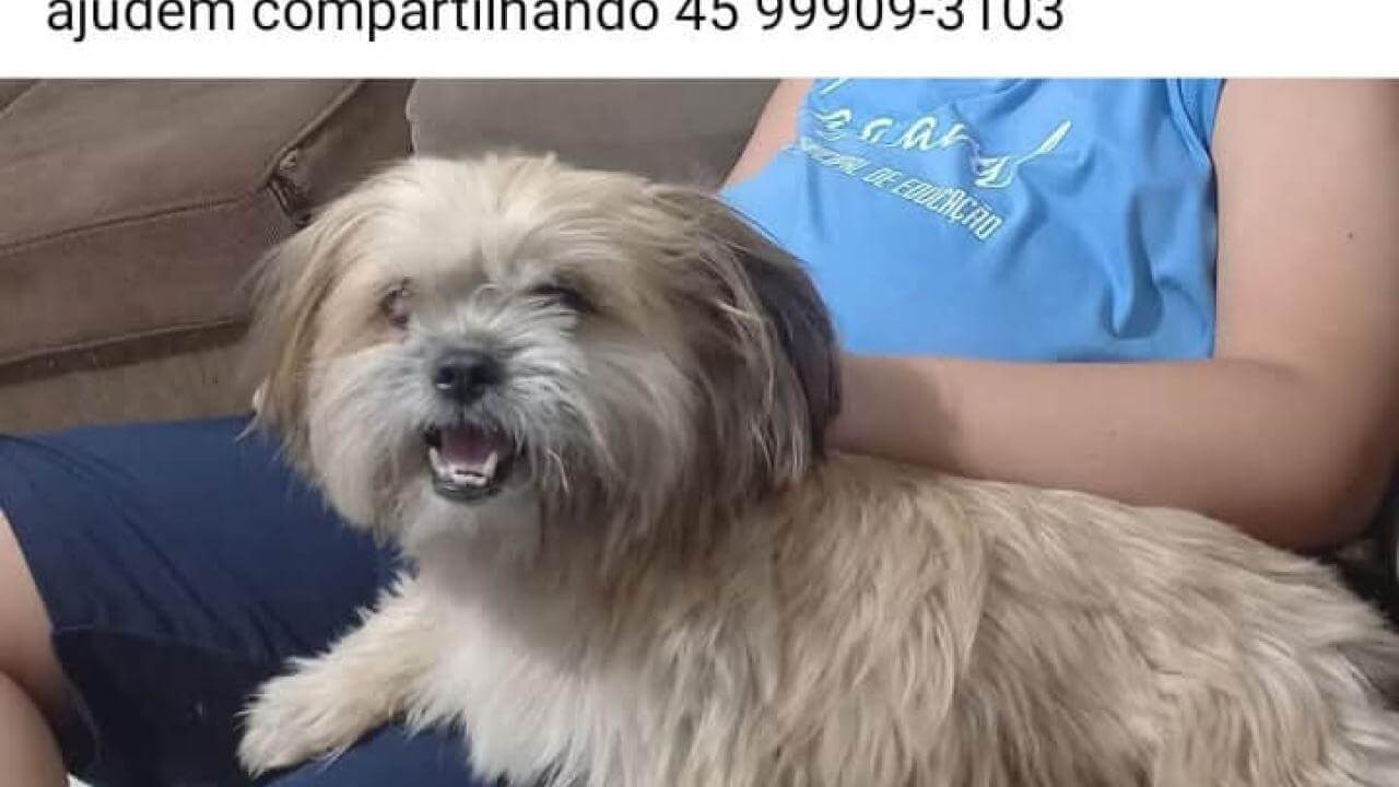 Cachorra Lolla desapareceu no bairro Santa Cruz