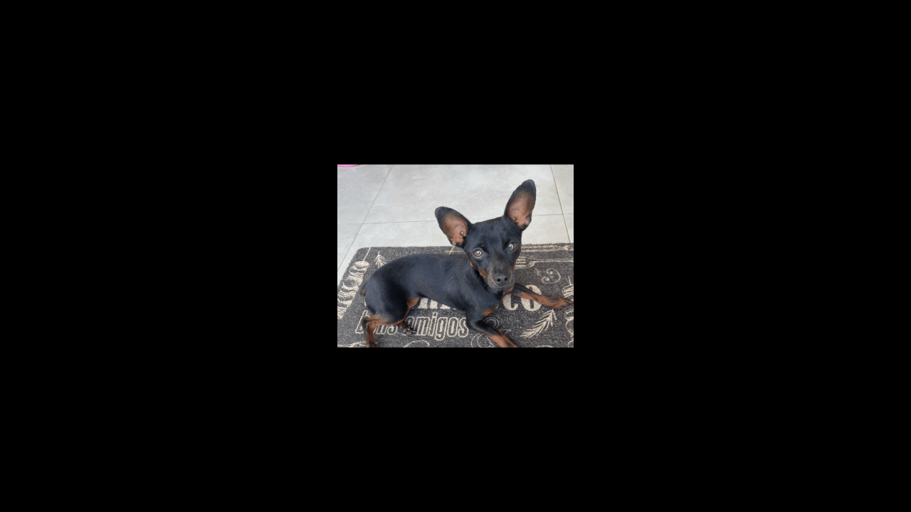 Cachorra Brisa desapareceu no bairro Pioneiros Catarinenses