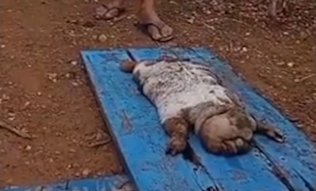 Cabrito nasce com deformações congênitas e causa espanto em comunidade rural da Paraíba