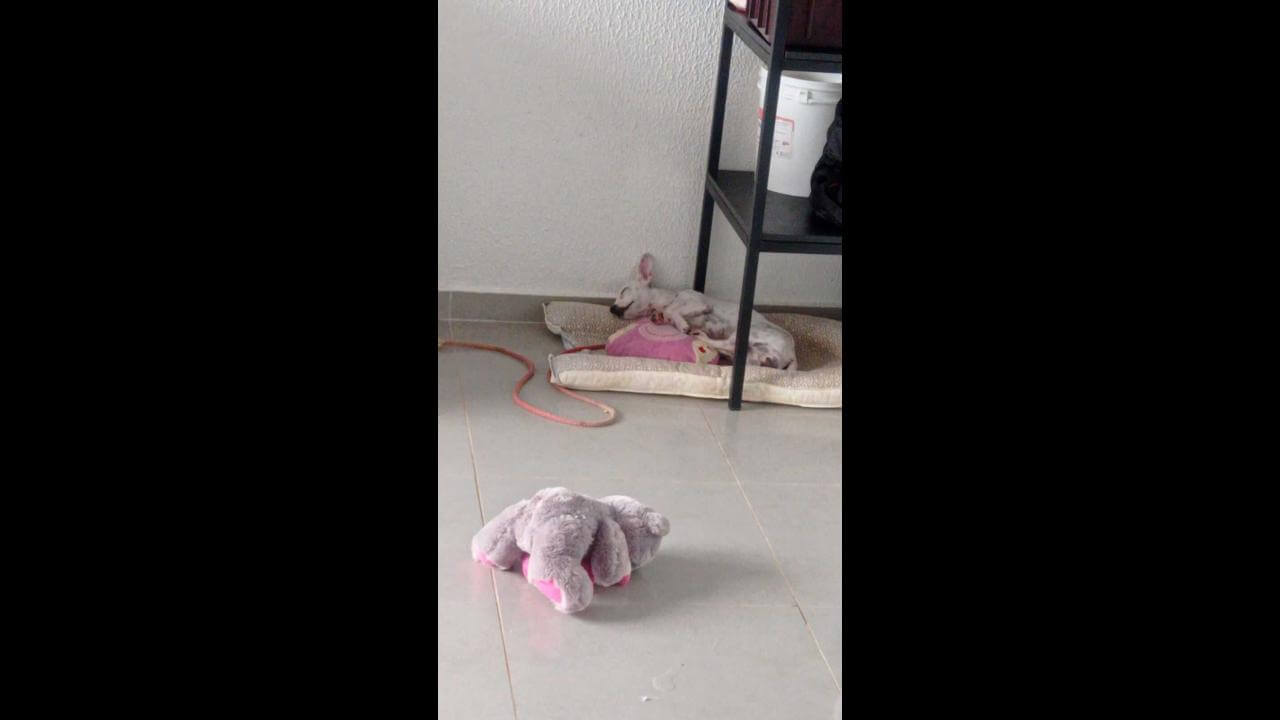Cachorra Sandy desapareceu no bairro Parque São Paulo