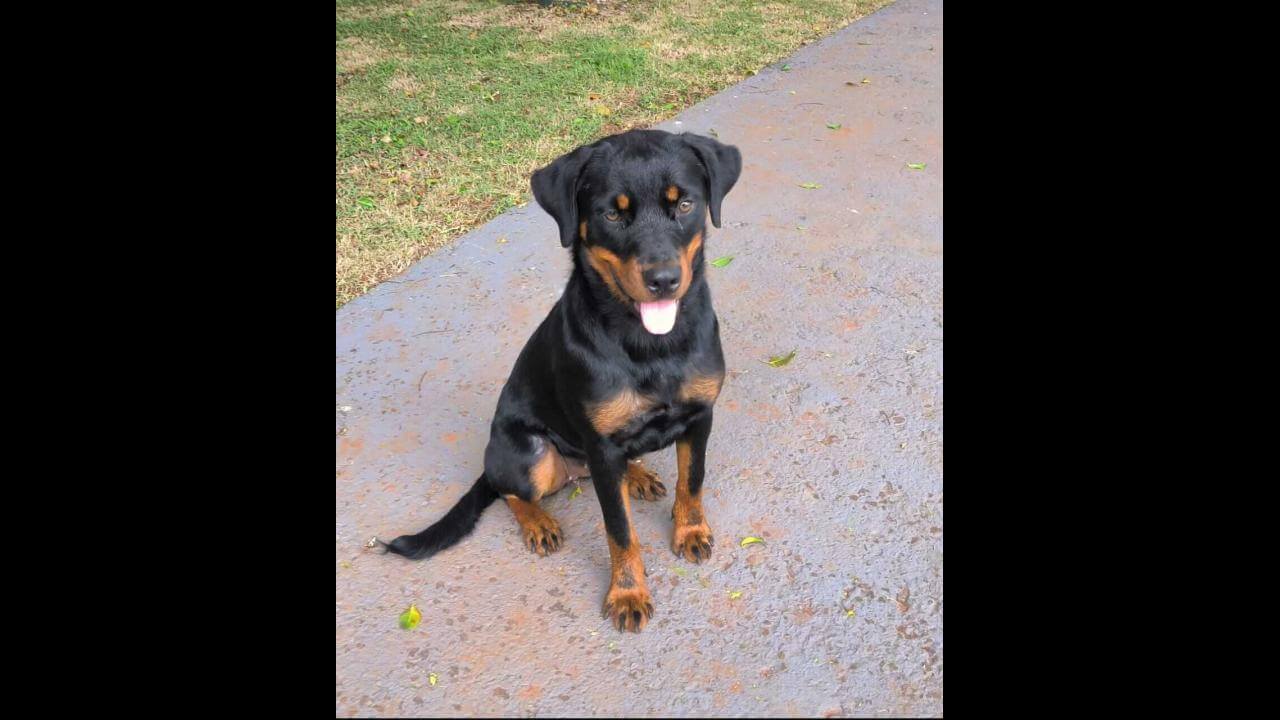 Cachorra Preta desapareceu no bairro Morumbi
