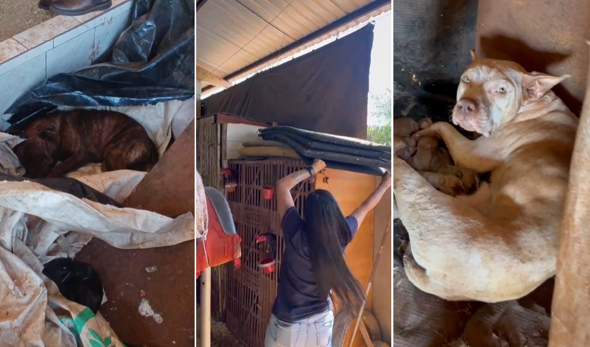Pitbulls mutilados, galos de rinha e papagaios: horror rural em Toledo