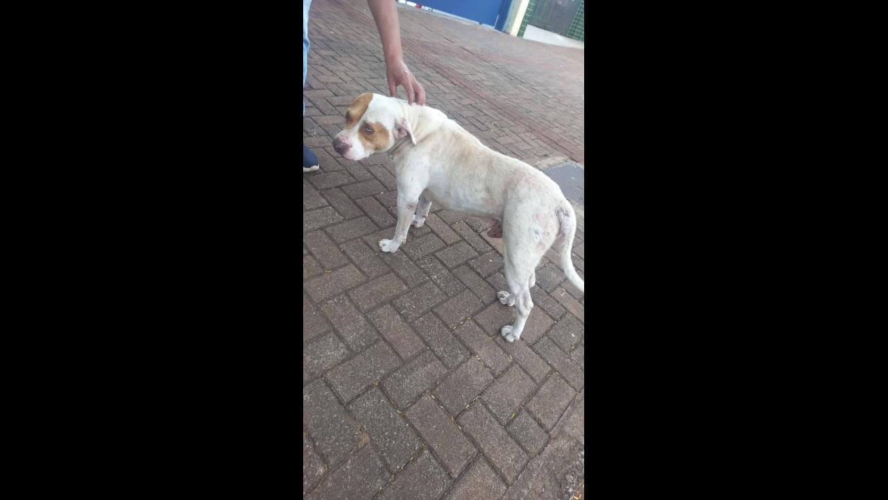 Cachorro é encontrado no bairro Cascavel Velho