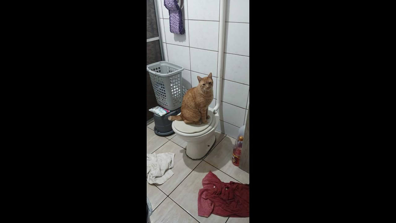 Gato Lilo desapareceu no bairro Itália