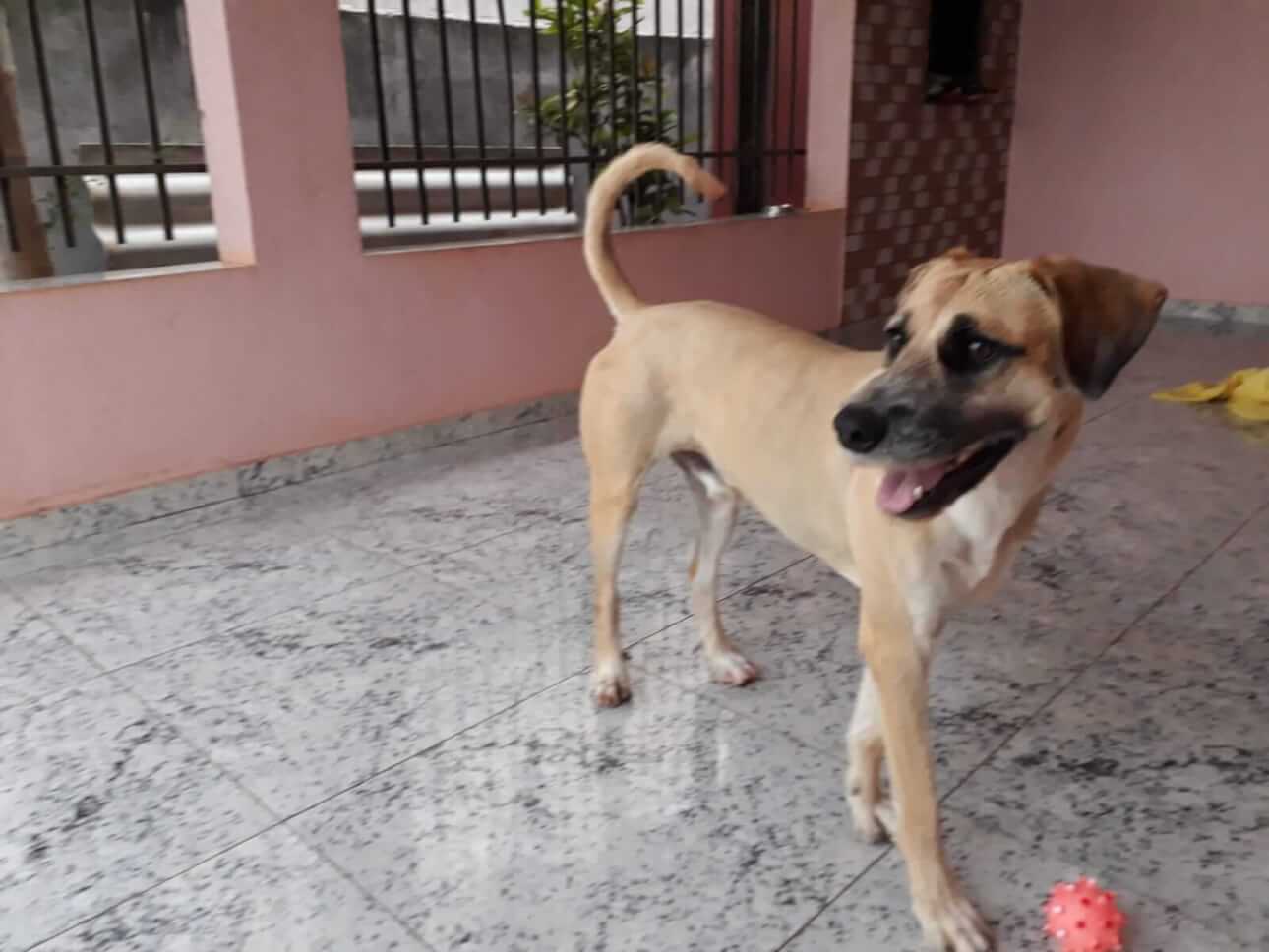 Cachorro Aruch desapareceu no bairro Santa Cruz Cachorro Aruch desapareceu no bairro Santa Cruz