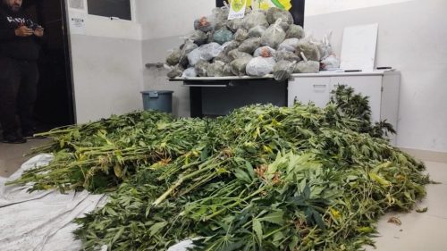 Sem a planta! Dupla é detida com mais de 100 pés de maconha
