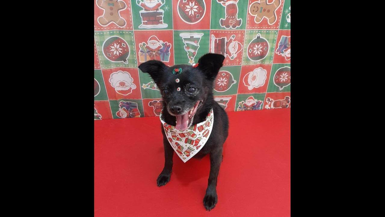 Cachorra Athena desapareceu no bairro Santa Felicidade