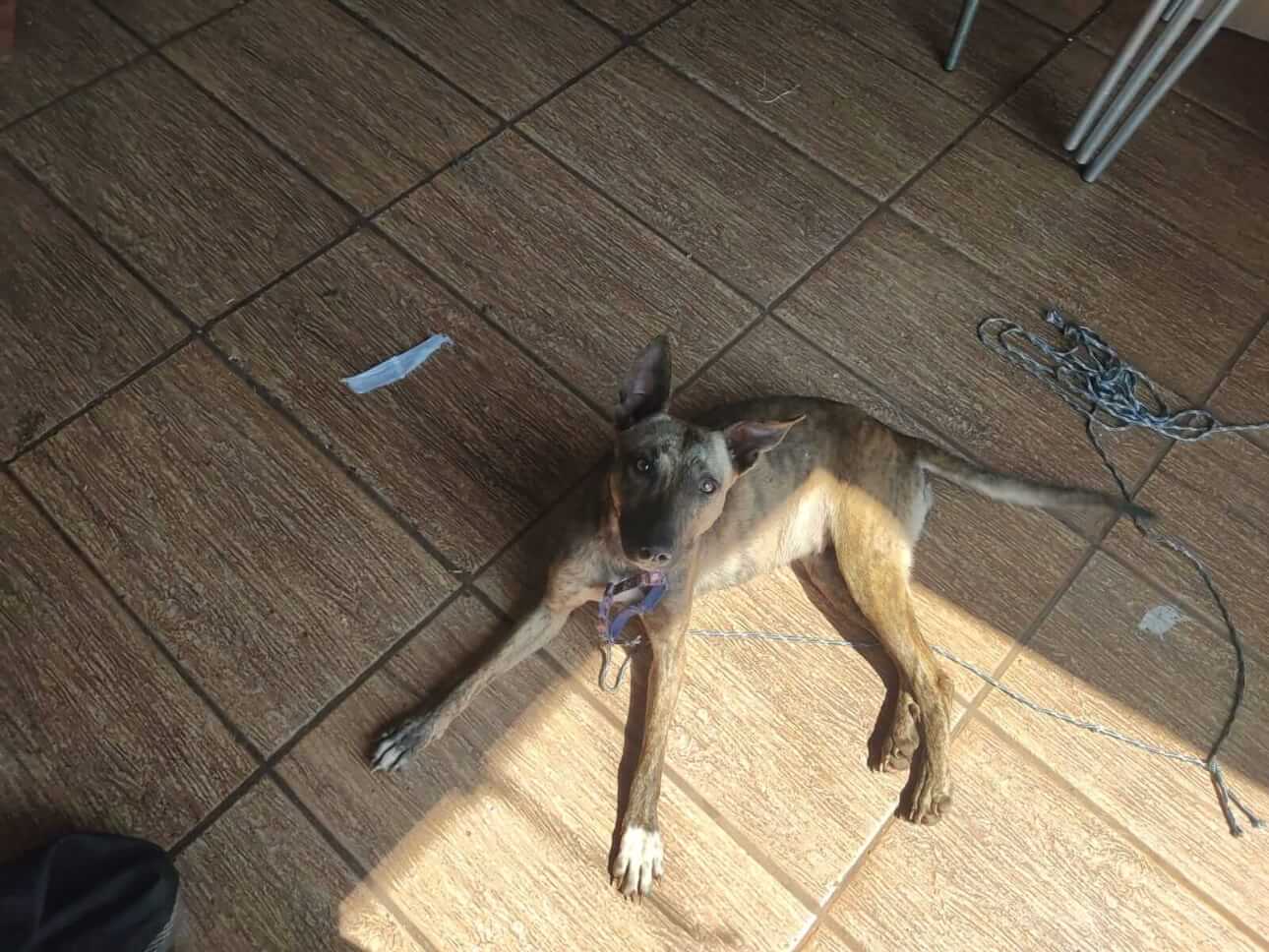 Cachorra é encontrada no bairro Santa Felicidade