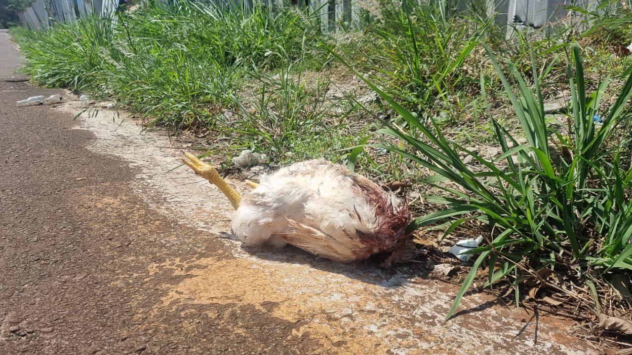 Mais um caso de sacrifício animal é registrado em Cascavel