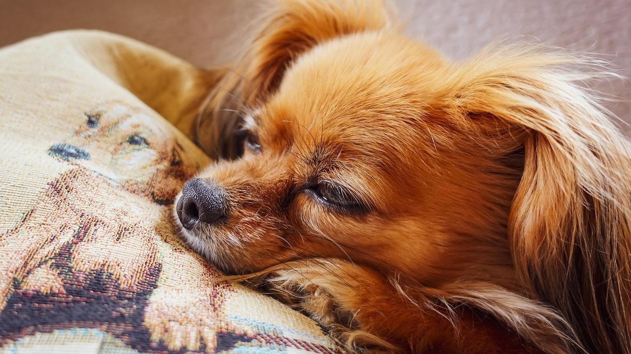 Que perigo! Chihuahua desmaia após ingerir cocaína