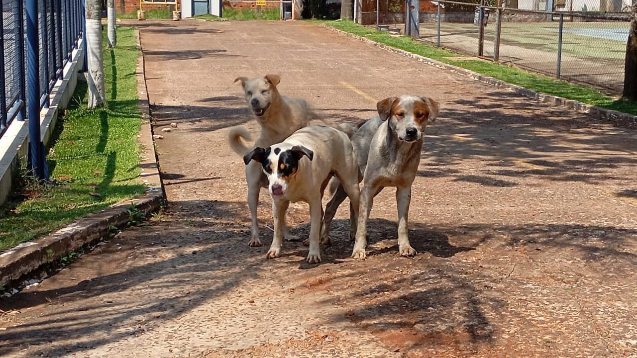 Floresta na mira: MP obriga prefeitura a cuidar de cães e gatos nas ruas