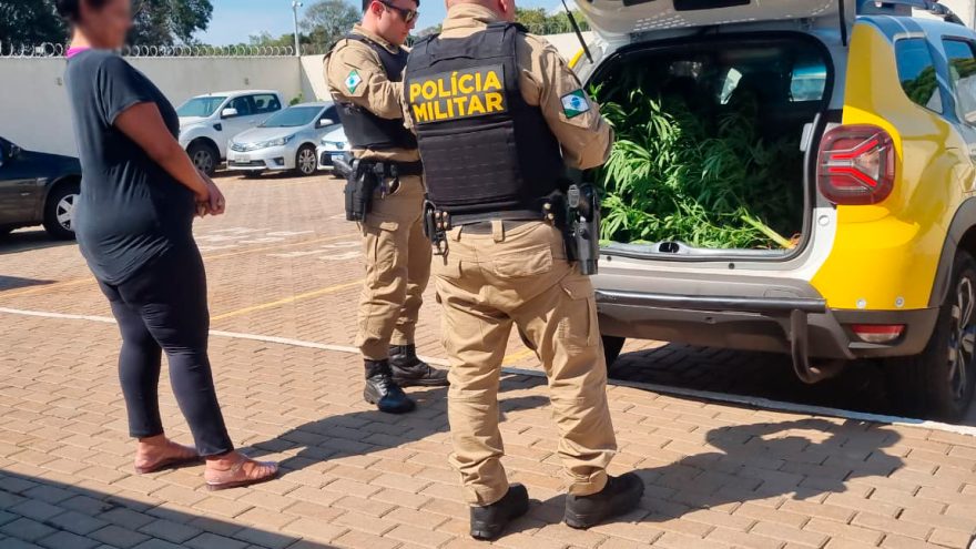 Mulher é encaminhada à Delegacia após apreensão de plantação de maconha em Cascavel