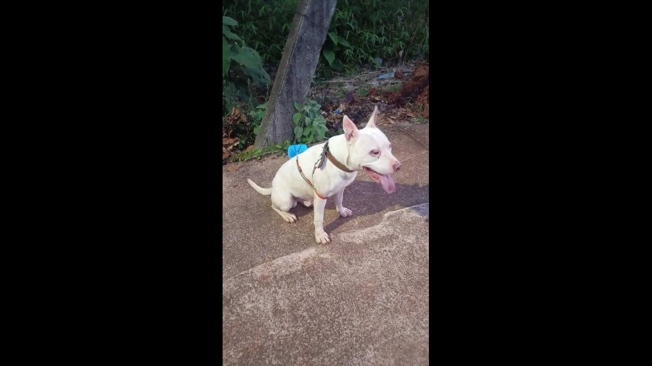 Cachorro é encontrado no bairro Santa Felicidade