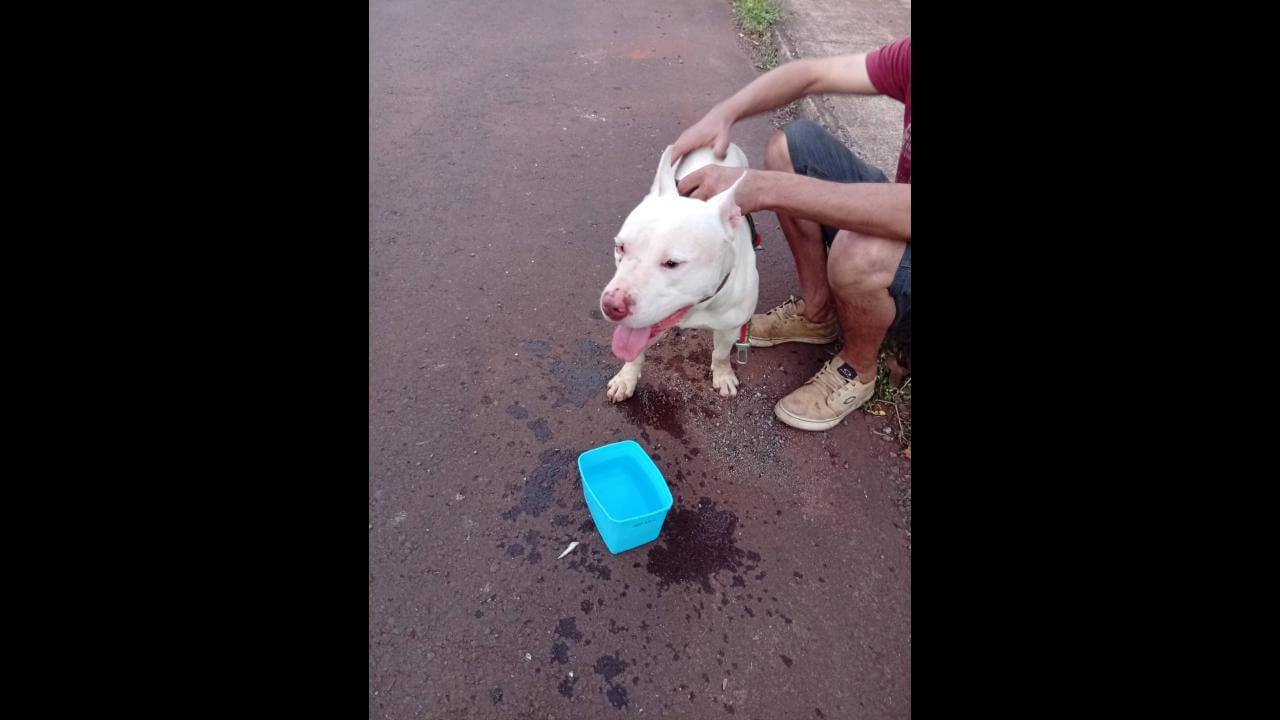 Cachorro é encontrado no bairro Santa Felicidade
