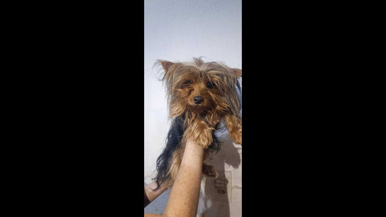 Cachorra é encontrada no bairro Alto Alegre