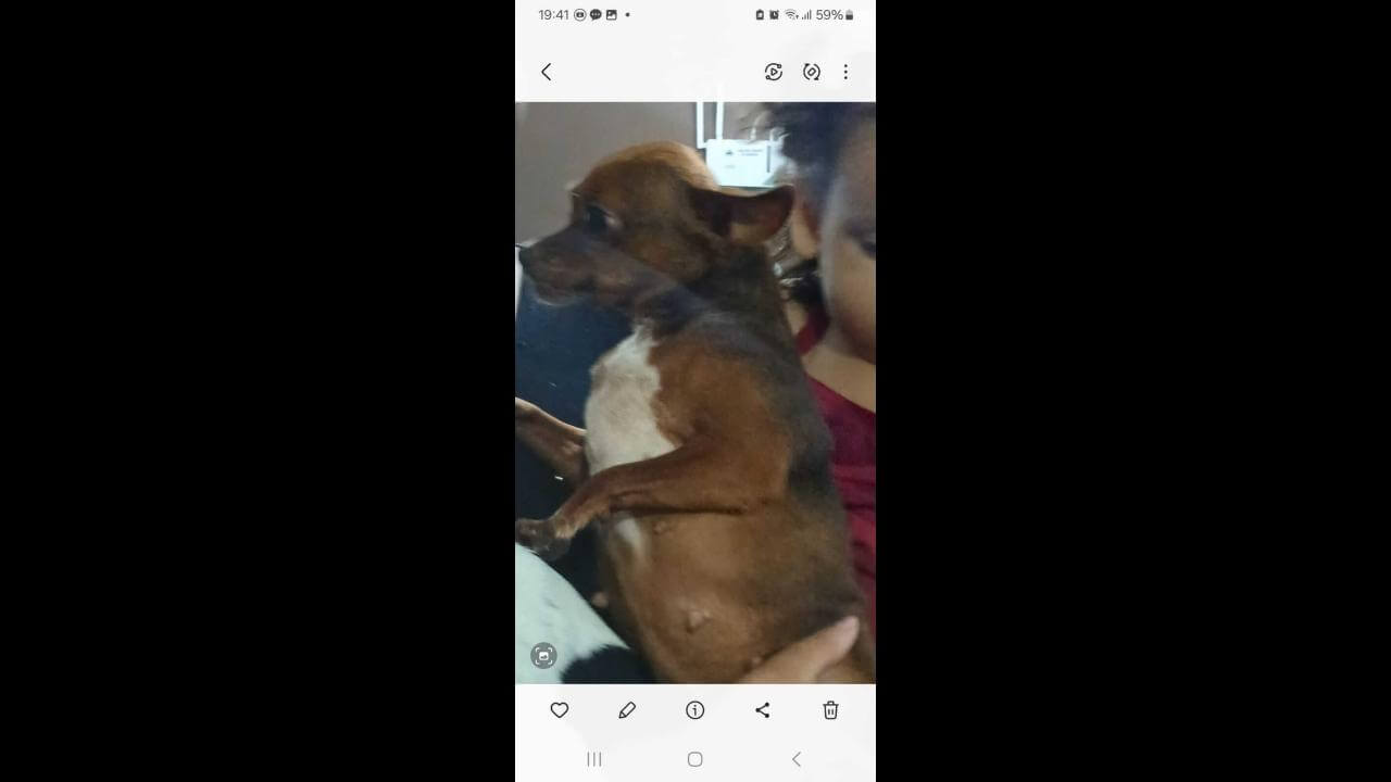 Cachorra Penelope desapareceu no bairro São Cristóvão