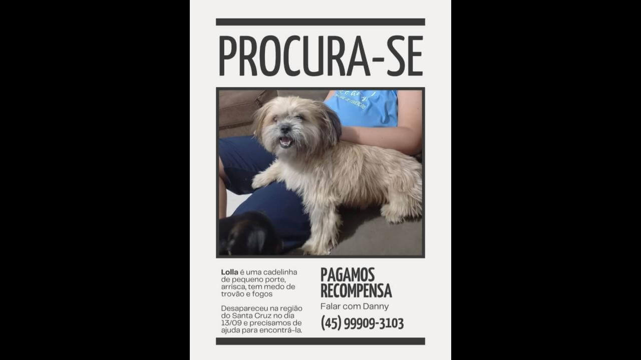Cachorra Lolla desapareceu no bairro Santa Cruz
