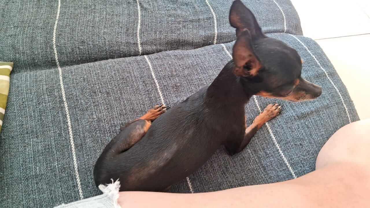 Cachorra Nina desapareceu no bairro Neva