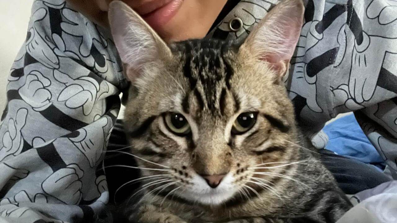 Gato Fefe desapareceu no bairro Cancelli