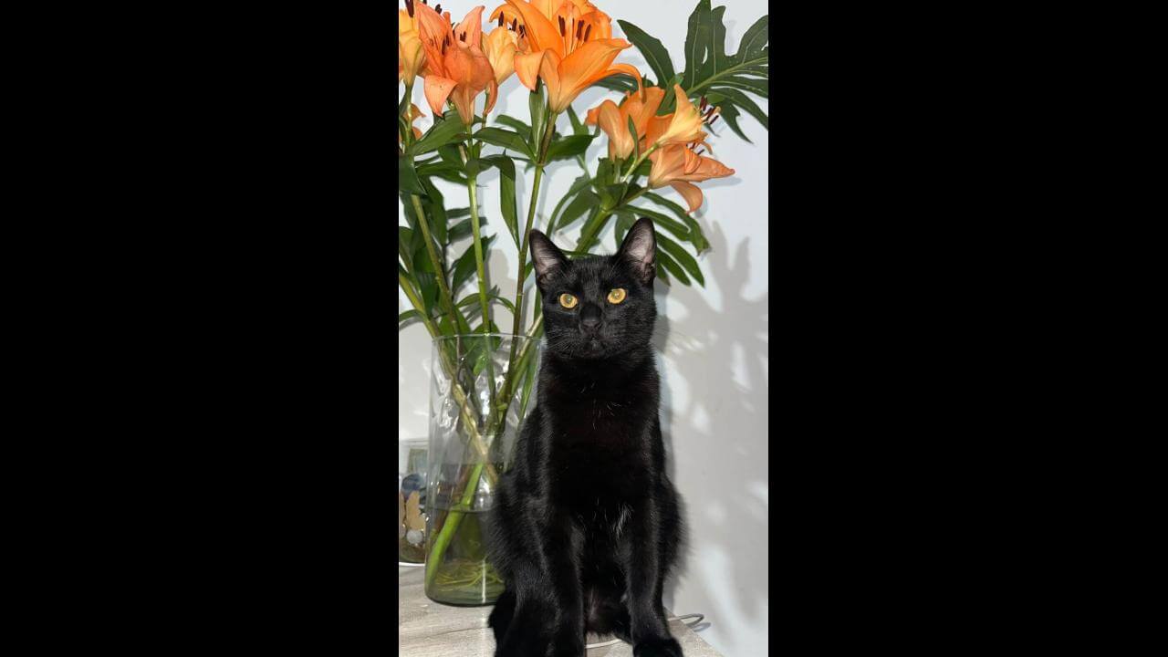 Gato Neguinho desapareceu no bairro Centro
